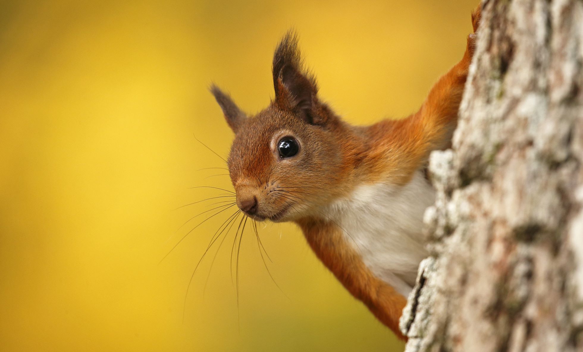 Red Squirrel (Sciurus vulgaris) in autumn colours, Scotland